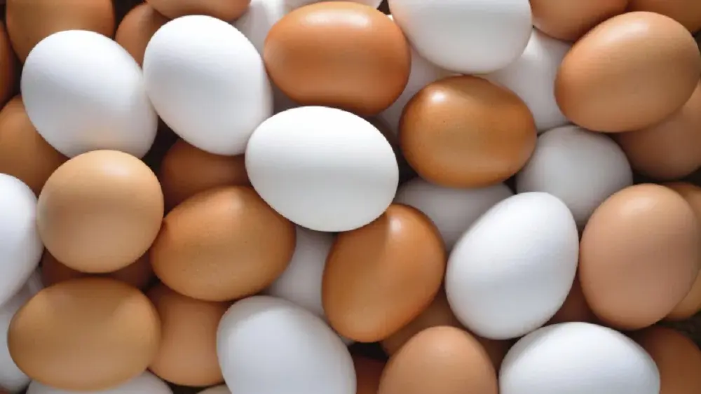 EGGS-PURDUE-PHOTO