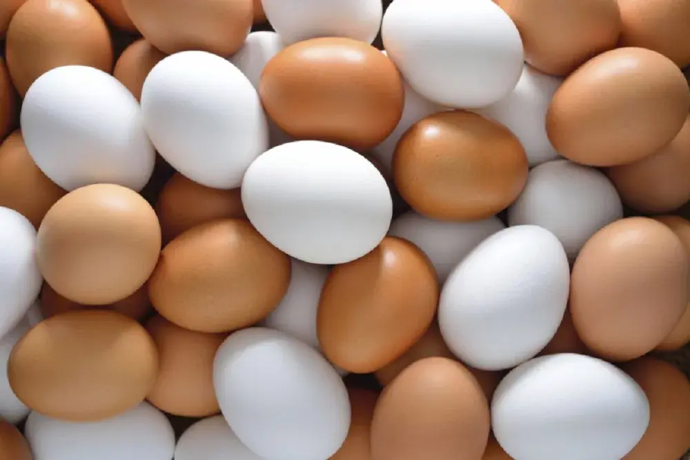 EGGS-PURDUE-PHOTO