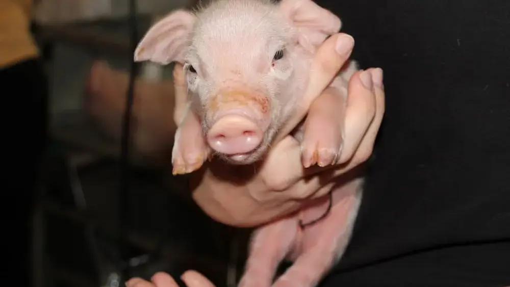 pig