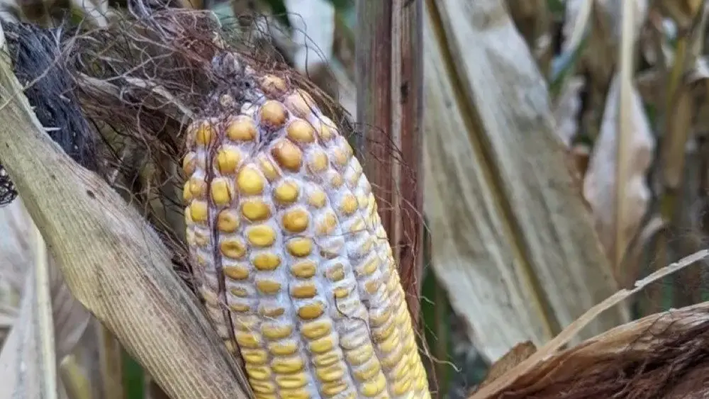 ear rot