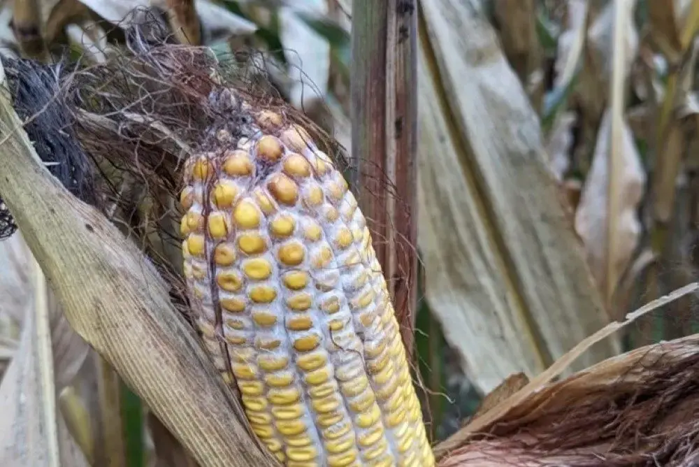 ear rot