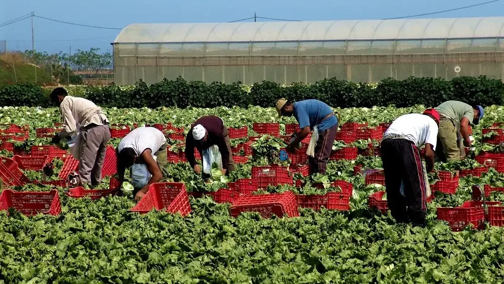 H2A Farm Labor