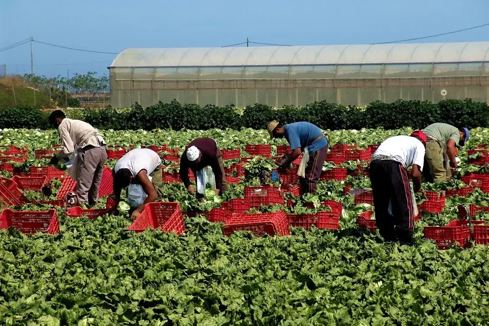 H2A Farm Labor