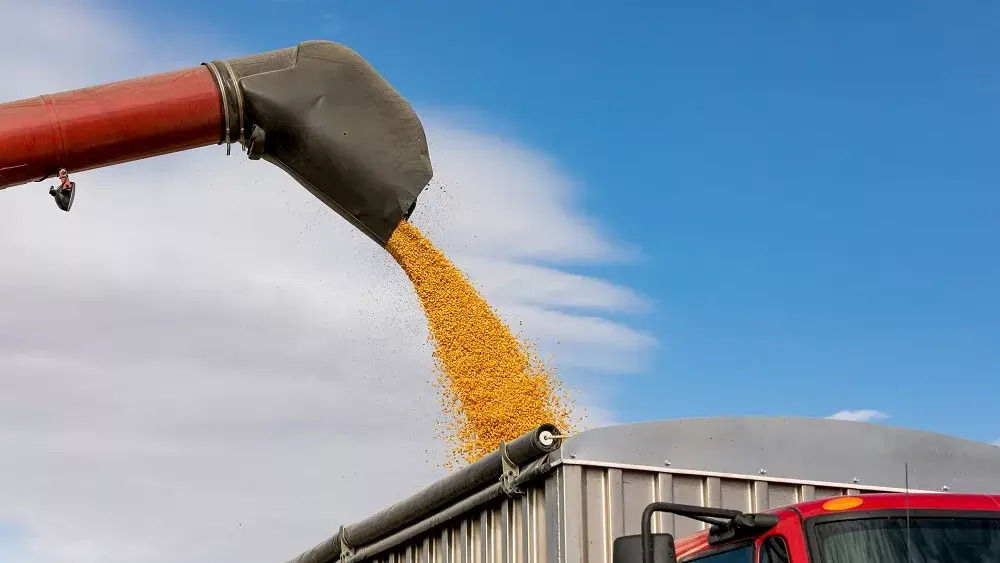 Corn auger