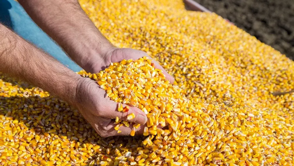 farmers-hands-showing-freshly-harvested-corn-grains-2