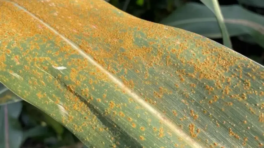 southern rust