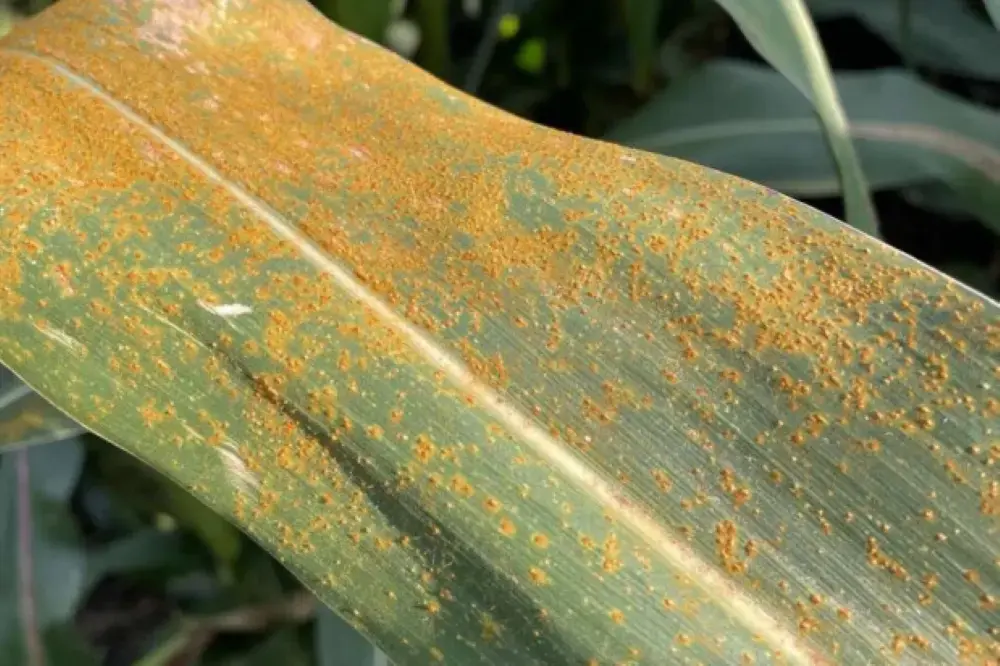 southern rust