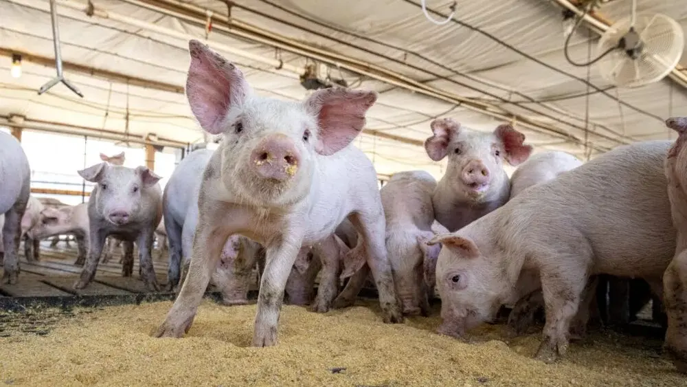 pigs-pork-checkoff-photo-jpg-3