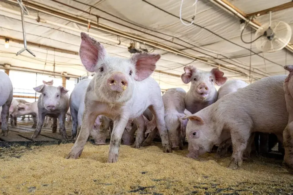 pigs-pork-checkoff-photo-jpg-3