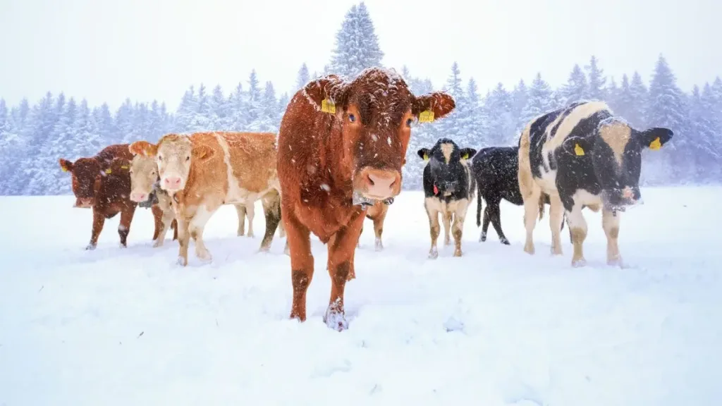 When Temps Drop, Livestock Needs Rise | Michigan Ag Today