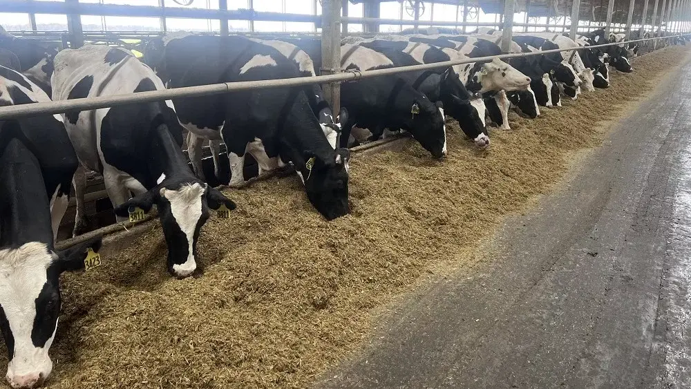 hulsbosch-dairy-photo-3-jpg