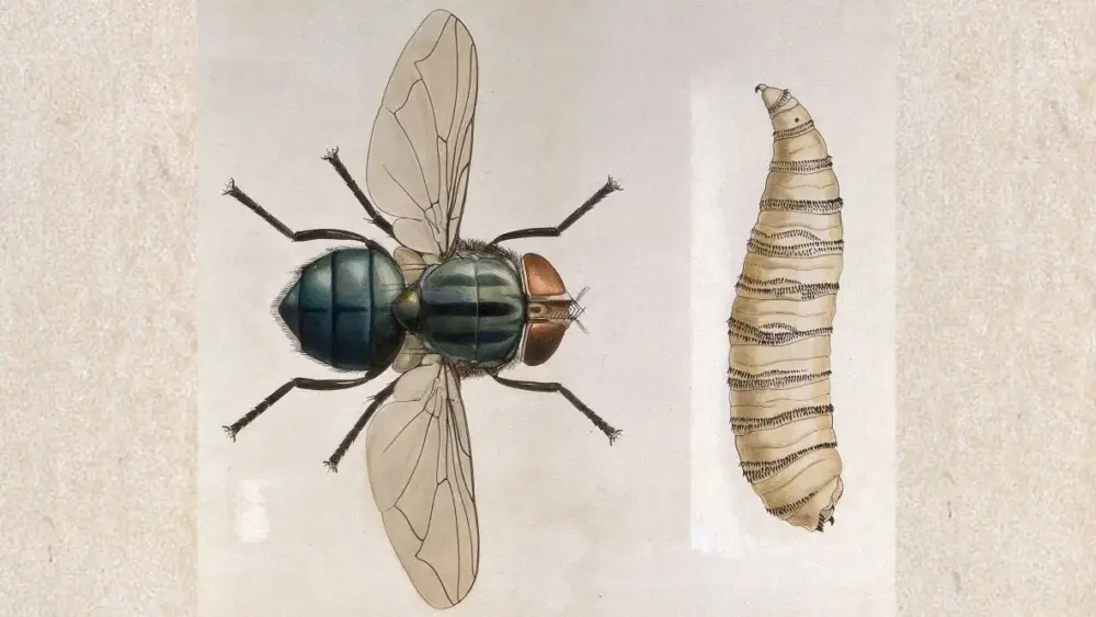 new-world-screwworm-jpg-2