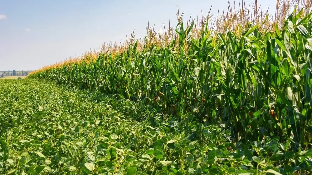 corn-soybeans-side-by-side-jpeg