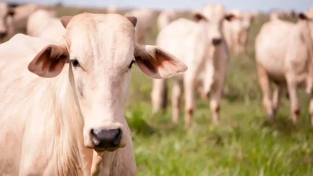 BEEF-CATTLE-BRAZIL.jpeg