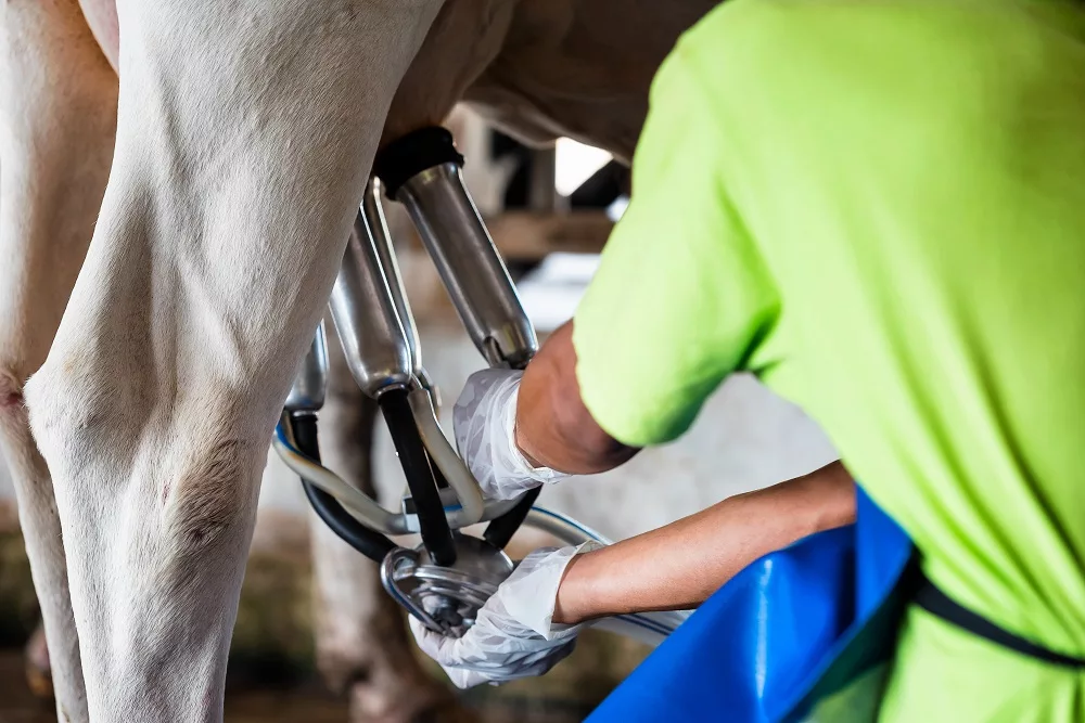 Trump Administration Expands Path for Dairy Farms to Access H-2A Workers