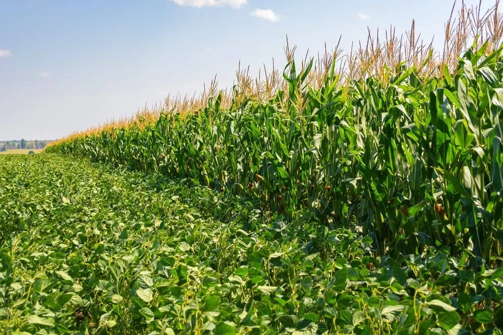 Corteva, FMC Partner on New Herbicide Technology to Combat Resistant Weeds