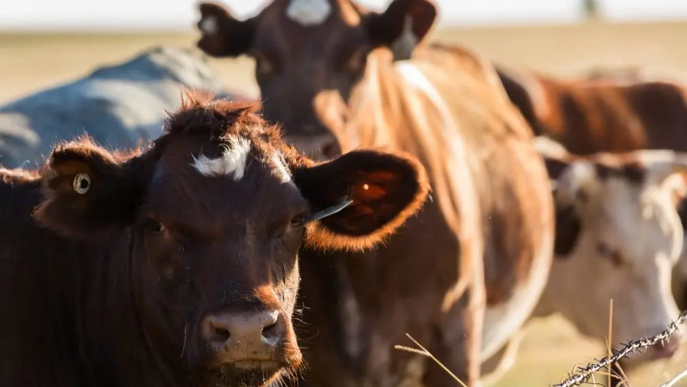 Beef cattle