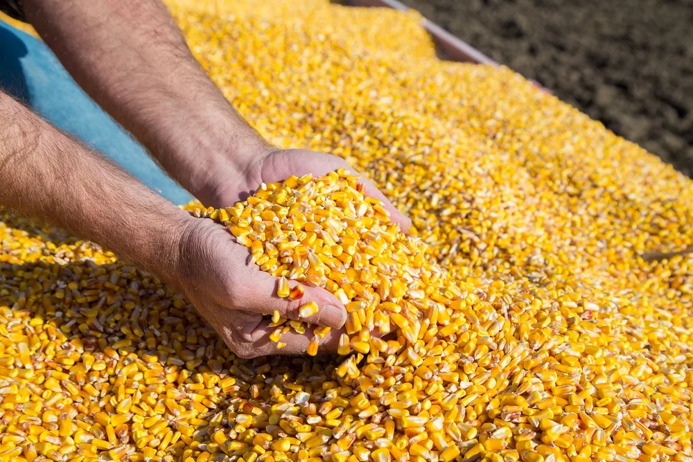 Corn Blasts Past $5 for First Time in 18 Months—Here's What's Driving the Rally