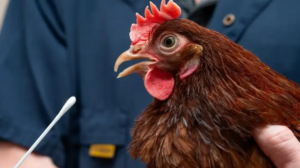 bird flu