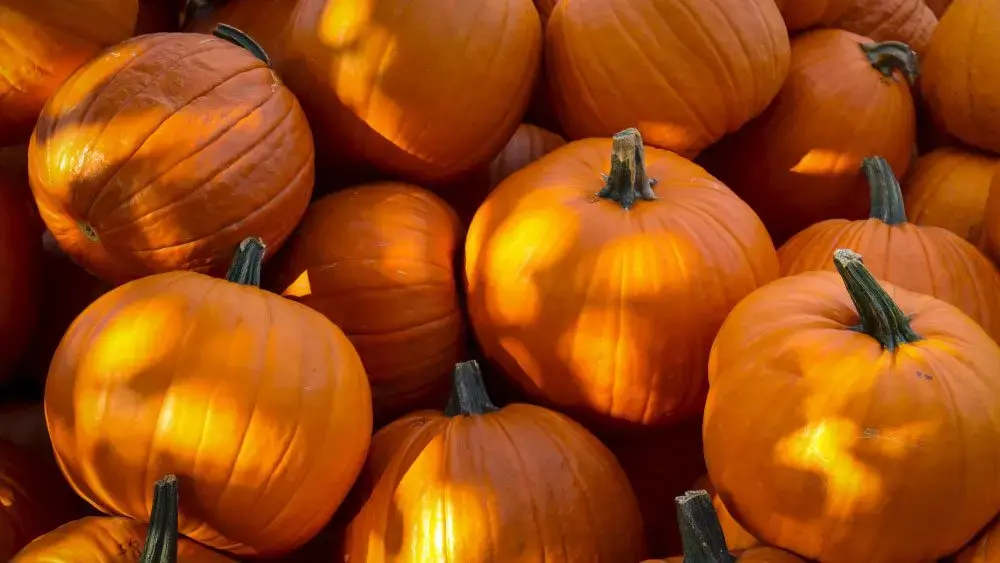 pumpkins-jpg-2