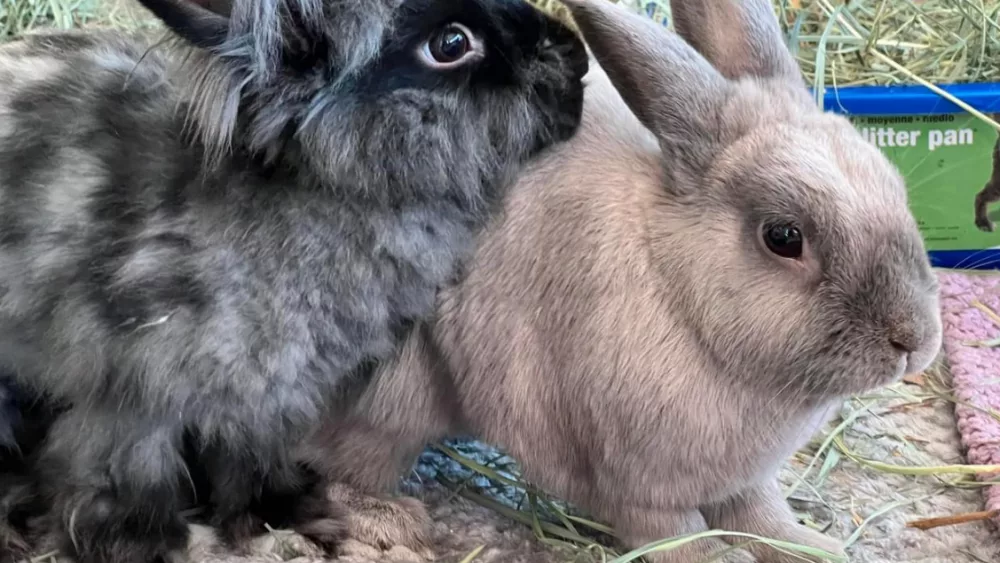 A couple of Rabbits
