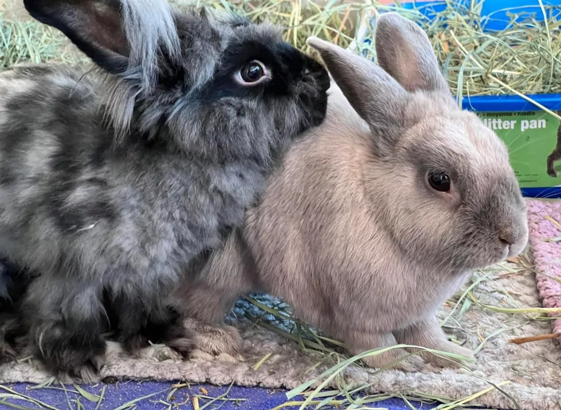A couple of Rabbits