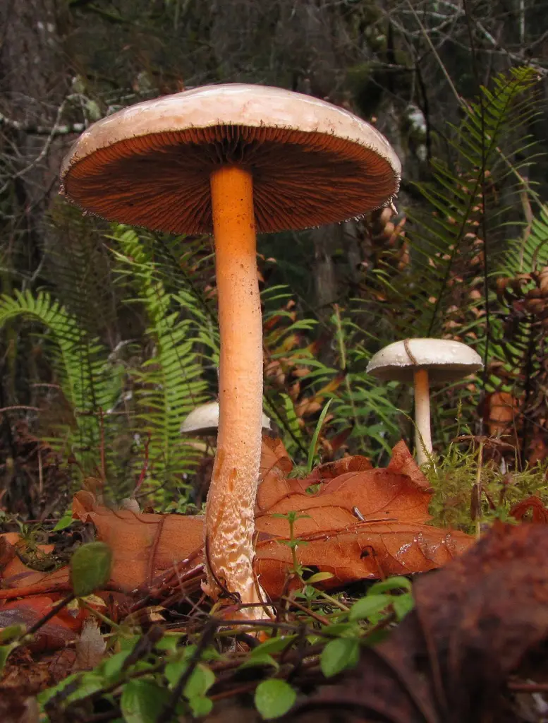 68c8702557497-image_