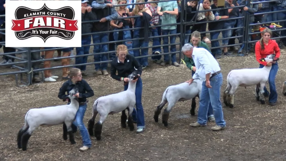 KC Fair Lambs