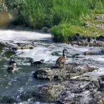 river rapids on the Link River: river rapids on the Link River