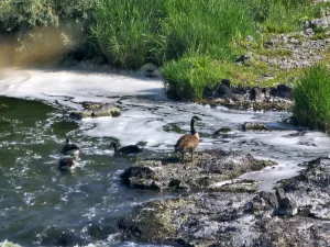 Waterfowl on the river rapids on the Link River 