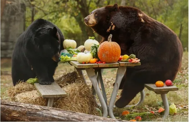 Bear Thanksgiving