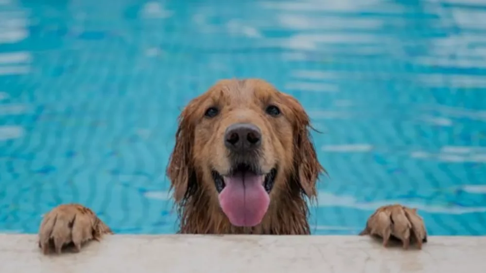 Dogs-pool