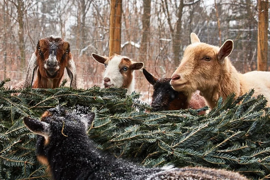 goat-project-treecycling-main