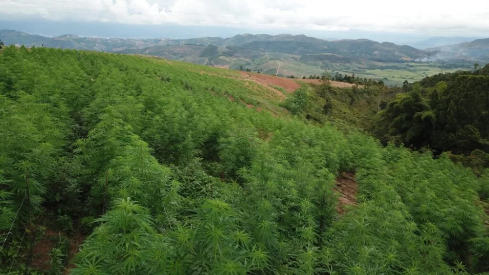 cannabis-fields-