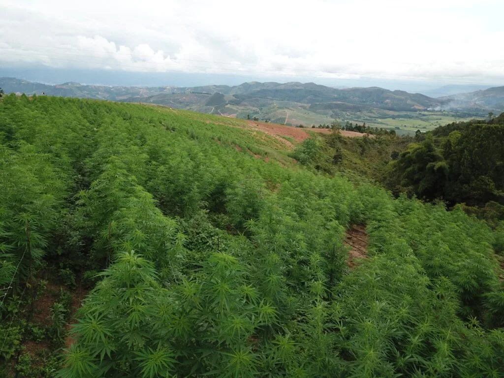 cannabis-fields-