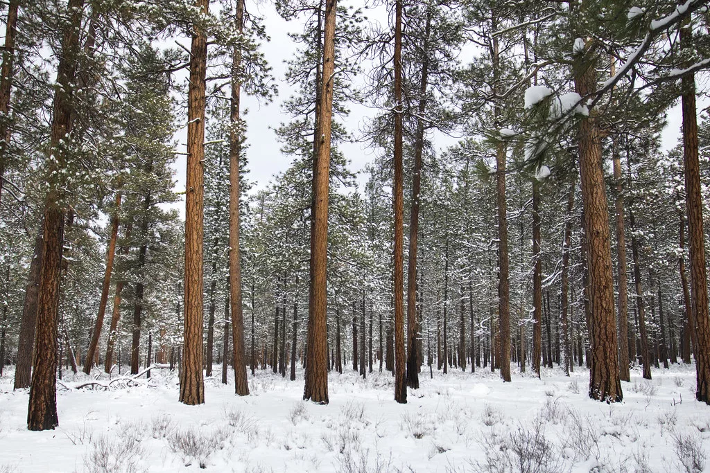 An Oregon forest in wintertime