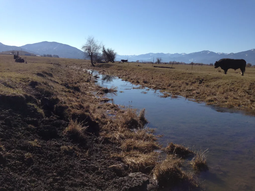 Livestock grazing in the Klamath Basin