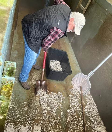 GRWB Hatchery Manager Tim Hooper shovels the dead pre-smolts from the bottom of the rearing pond. The fish will be frozen for future evidence in the criminal case