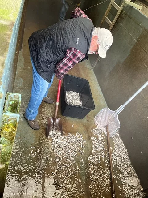 GRWB Hatchery Manager Tim Hooper shovels the dead pre-smolts from the bottom of the rearing pond. The fish will be frozen for future evidence in the criminal case