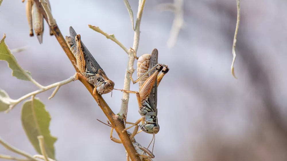 Mormon Crickets