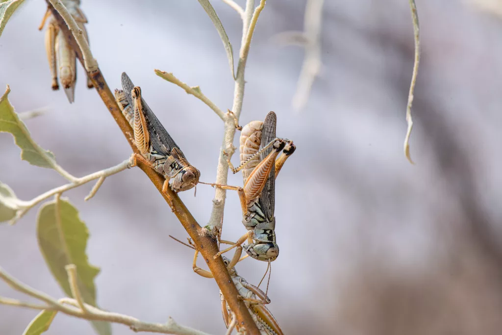 Mormon Crickets