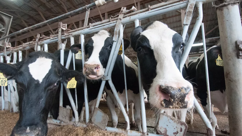 Dairy cows