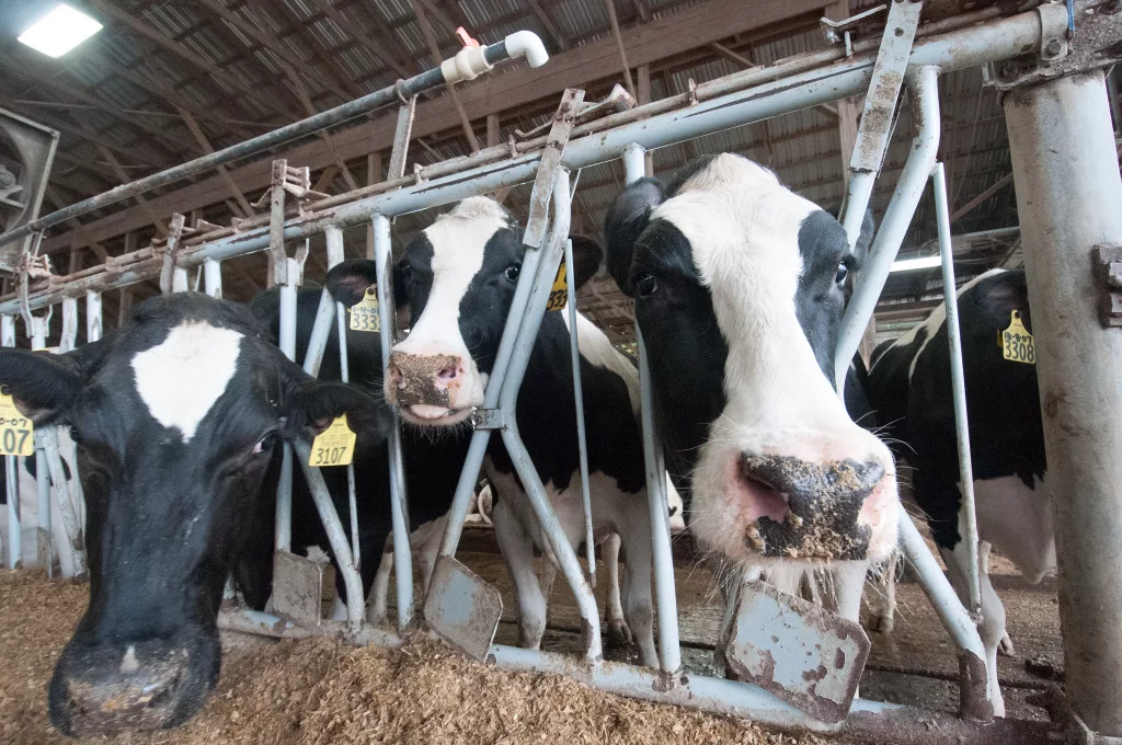Dairy cows