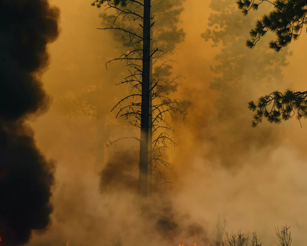 A tree shrouded in smoke during a wildfire