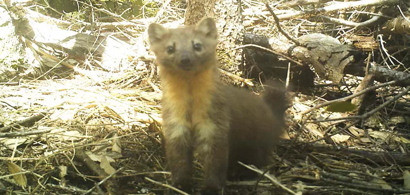 A Humboldt Marten