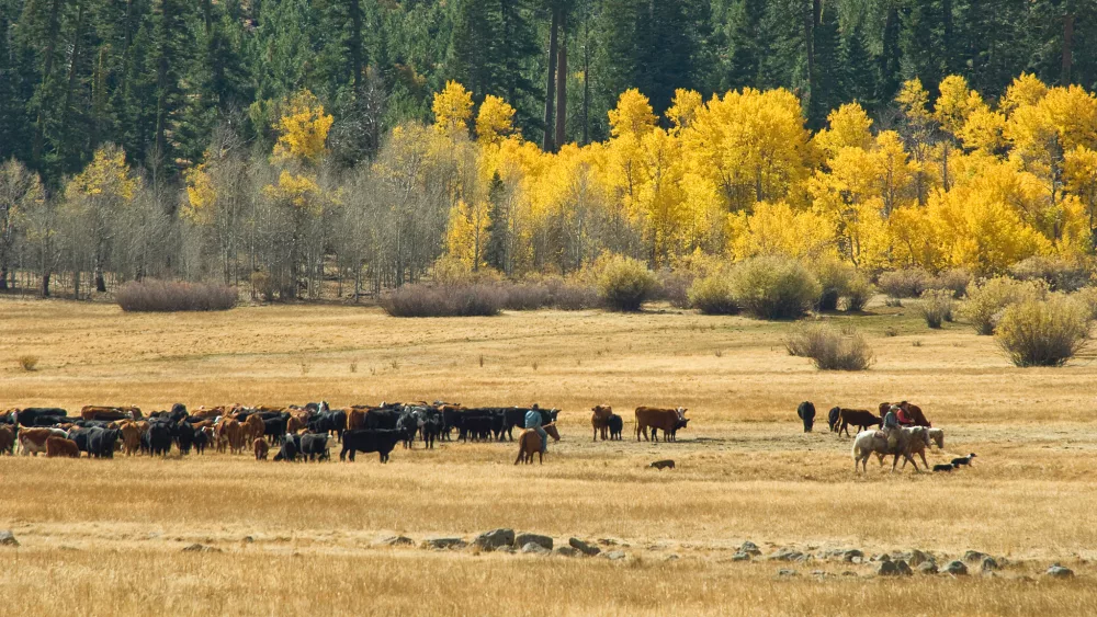 Cattle Drive on Summit Meadow on the Fremont-Winema National Forest