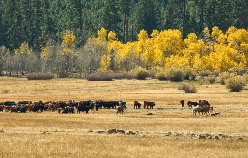 Cattle Drive on Summit Meadow on the Fremont-Winema National Forest