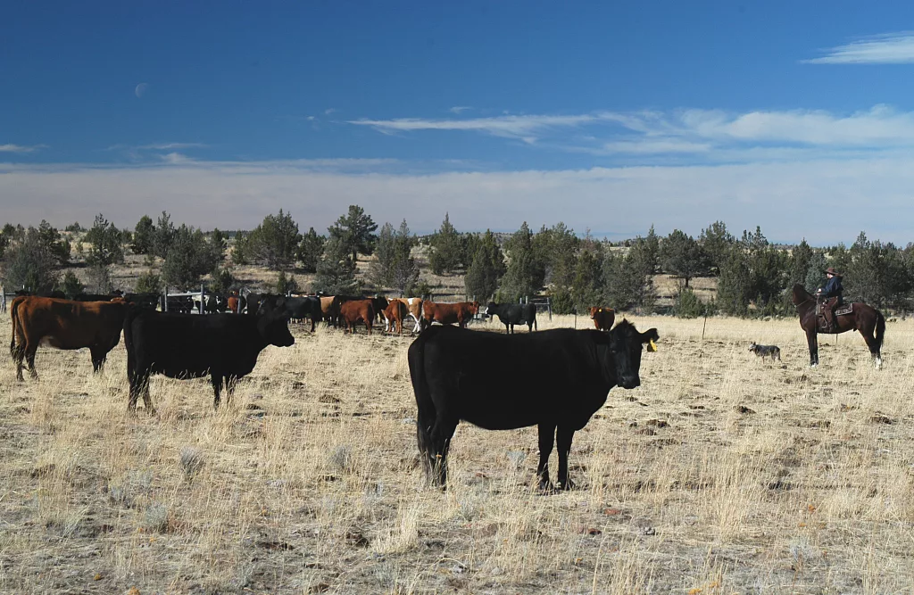 Cattle grazing on the Crooked River National Grassland on the Ochoco National Forest