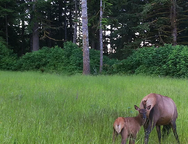 Stay away from wildlife