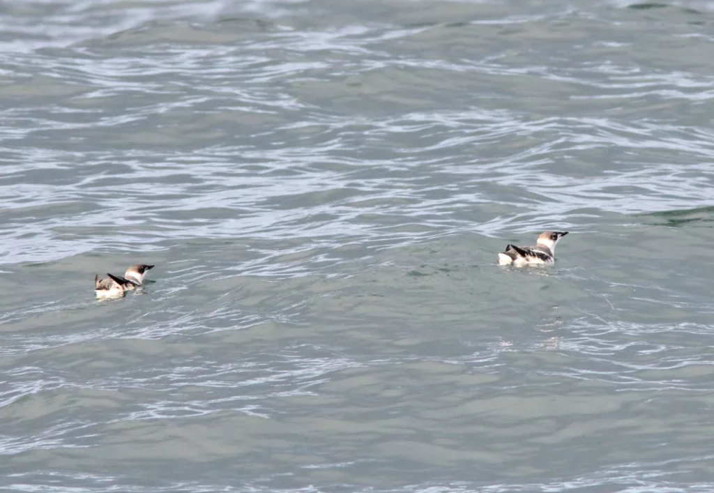 Two marbled murrelets floating in the ocean